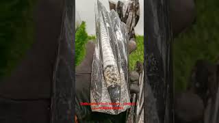 Orthoceras Fossil stone tower  contact on 919898955292  Mautik Sadiwala  wwwzowawicom [upl. by Rosella]