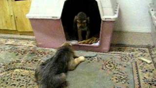 Blue Fairy Otterhound Puppies 2007  In the Dog House Part 1 Week 9 [upl. by Yotal]