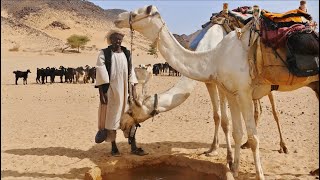 Sudan  Bayuda desert رحلة الجمال في السودان [upl. by Alisha]