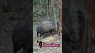 Javelinas outdoors wildlife nature animals [upl. by Tice]