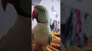 Bolne Wala Tota 😍trend love cute greenparrot mitthu birds viralvideo shortvideo [upl. by Bent272]