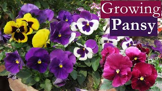 Pansy Flower  How To Grow Pansy Flowers Easily  Growing Panies [upl. by Gilus]