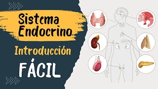 ✅ SISTEMA ENDÓCRINO  Explicado FÁCIL  Glándulas y hormonas [upl. by Sheff]