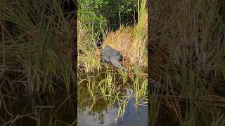 Fan Boat Tour of the Everglades 🐊 Alligator  AirBoat 🐊 [upl. by Lemra]