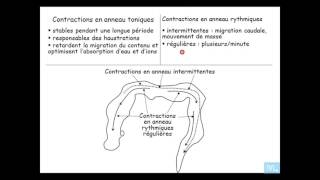 Physiologie du tube digestif partie 8 [upl. by Drofnats]