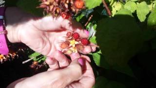 Japanese Wineberry What Is It and How It Tastes [upl. by Ruscher860]