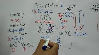 Antidiuretic hormone Part 1 Chemistry and Effects Endocrine Physiology Dr Mohamed Fayez [upl. by Rogergcam]