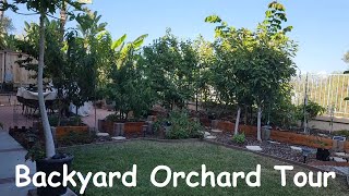 August backyard orchard tour [upl. by Eloisa]