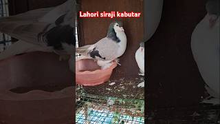 Lahore siraji kabutar pigeonshorts pigeon kabutar kabutarshorts sirajipigeon sirajikabootar [upl. by Marjory417]