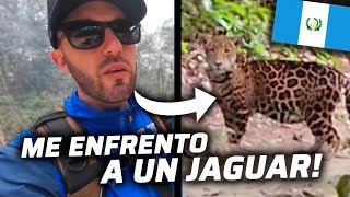 😱ME ENCUENTRO A UN JAGUAR EN MEDIO DE LA SELVA👀 TIKAL  GUATEMALA🇬🇹 [upl. by Llenreb]