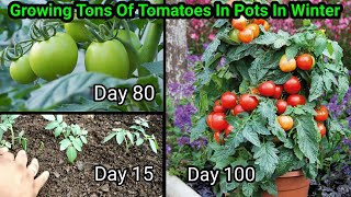 How to grow Tomatoes at home  Full Training from seed to harvest  5 Kg in 1 plant [upl. by Retsevlis]