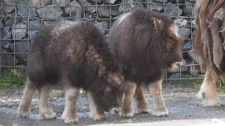 仲良し♪ジャコウウシの赤ちゃん Muskox babies 2018 0701 [upl. by Olympe]