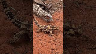 Thorny Devil [upl. by Nilat]