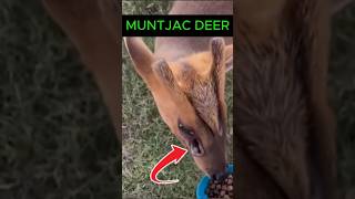 Muntjac Deer  Alien Deer [upl. by Dnalyaw112]