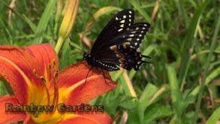 DIY Butterfly House amp Black Swallowtail Butterfly or Parsley Caterpillar [upl. by Leonidas]