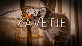 ZAVETJE  short documentary [upl. by Hauge]