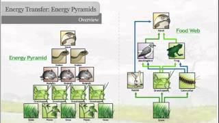 Energy Pyramids [upl. by Maggi]