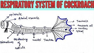 Respiratory system of cockroach in most simplified way NEET AIIMS JIPMER [upl. by Iron379]