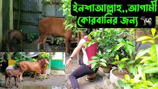 ইনশাআল্লাহআগামী কোরবানি জন্য কেমন হবে🐄 [upl. by Ashbaugh]