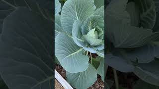 Brassicas in the Heat at I Reckon So Farm [upl. by Lothaire]