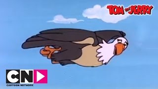 Egg and Tom amp Jerry  Tom amp Jerry  Cartoon Network [upl. by Nwahsaj876]