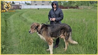 Volkodav Dogs Of HB Kennel  Tour in KarachayCherkessia North Caucasus 2024 raw footages [upl. by Onailime976]