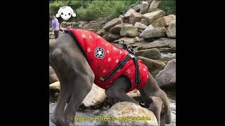 Dog Coat Waterproof and with Harness [upl. by Alexandro698]