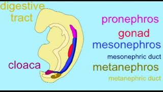 the metanephros [upl. by Nyved595]