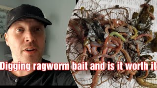 How to dig ragworm for bait [upl. by Laynad]