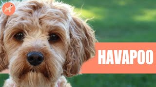 HAVANESE AND POODLE MIX HAVAPOO The Complete Breed Guide [upl. by Nidnerb]