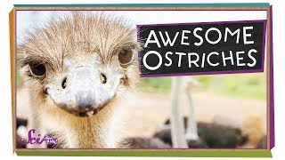 Ostriches The Worlds Biggest Birds  Biology for Kids  SciShow Kids [upl. by Arot307]