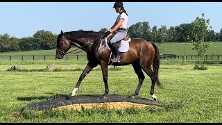 WILLAKENZIE Trail and XC  Adoptable Thoroughbred Gelding  New Vocations [upl. by Aisirtap]