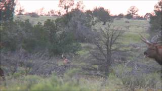 380 Non Typical AZ Elk Hunting VideoHandleBar J Bull [upl. by Becket672]