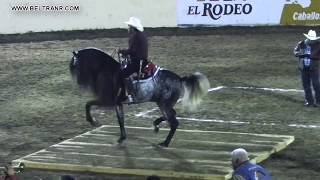 Caballos Bailadores Categoría A  5  Feria G Culiacan [upl. by Sidnac]