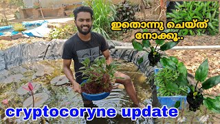 Cryptocoryne എല്ലാം submerse ചെയ്തുട്ടോ  submersed propagation of cryptocoryne varieties [upl. by Norrie763]