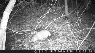 Japanese Raccoon Dogs Prowl around the Badgers’ Sett at Rainy and Sleety Night in Early Winter [upl. by Egide]