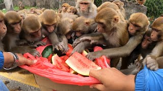 A group of monkey enjoying watermelon  feeding watermelon to the hungry monkey  monkey  animal [upl. by Padraic]