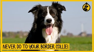 5 Things You Must Never Do to Your Border Collie [upl. by Zola186]