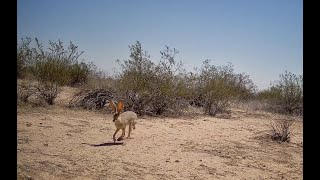 Jackrabbits  Arizona Trail Cam [upl. by Parsifal]