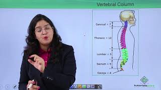 Class10th – Bones of vertebral column  Locomotion and Movement  Tutorials Point [upl. by Barabbas]