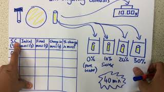 Investigating Osmosis  p19 [upl. by Nauqat]