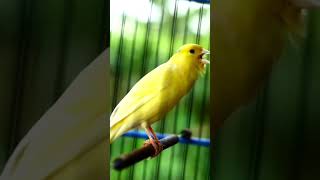 Canaries Singing 02 [upl. by Carlyle]