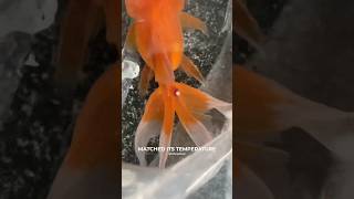 Goldfish Treatment💊💉 ytshorts aquarium goldfish fish pets animals petlover [upl. by Romonda]