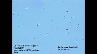 Leishmania tropica promastigotes mass culture [upl. by Nerdna]