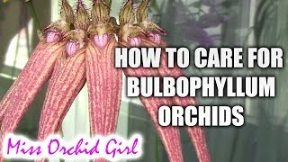 How to care for Bulbophyllum orchids  watering fertilizing reblooming [upl. by Alysoun]