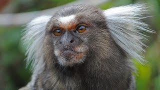 Whooping gibbons at the Owl amp Monkey Haven Isle of Wight [upl. by Ijok]