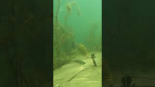 Underwater Largemouth Bass Eating A Texas Rig [upl. by Steffie]