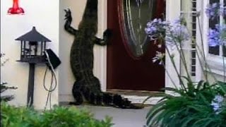 ALLIGATOR RINGS DOORBELL OF A SOUTH CAROLINA RESIDENCE [upl. by Hedi]