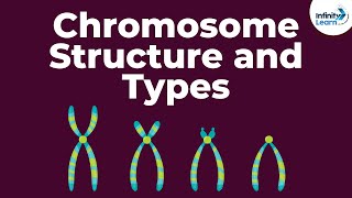 Genetics  Chromosome Structure and Types  Lesson 18  Dont Memorise [upl. by Cordy700]