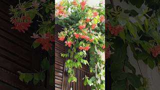 Madhumati ke Beautiful flowers ytshort gardningtips ytshortviralvideo [upl. by Brost]